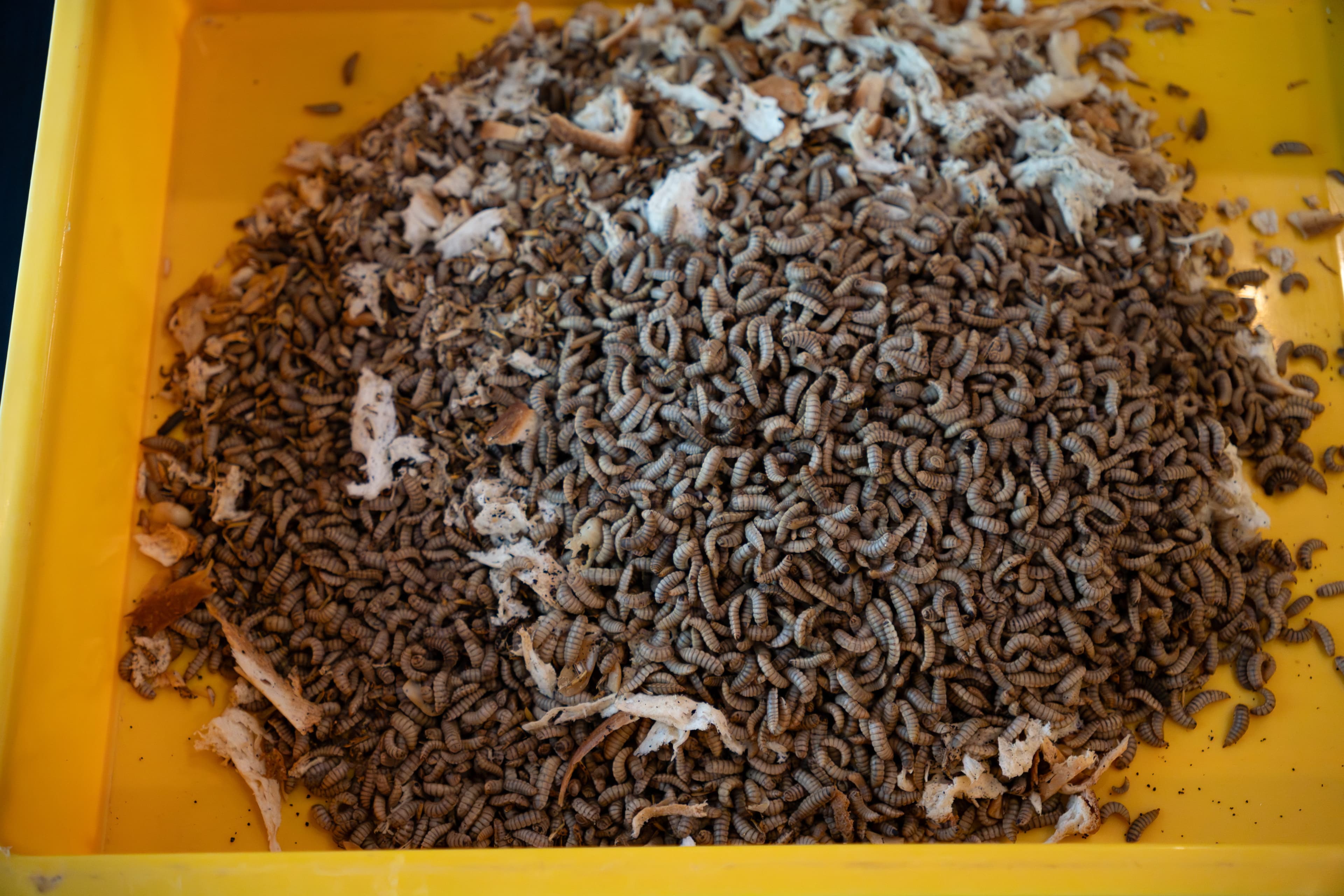 The black soldier fly larvae hard at work.